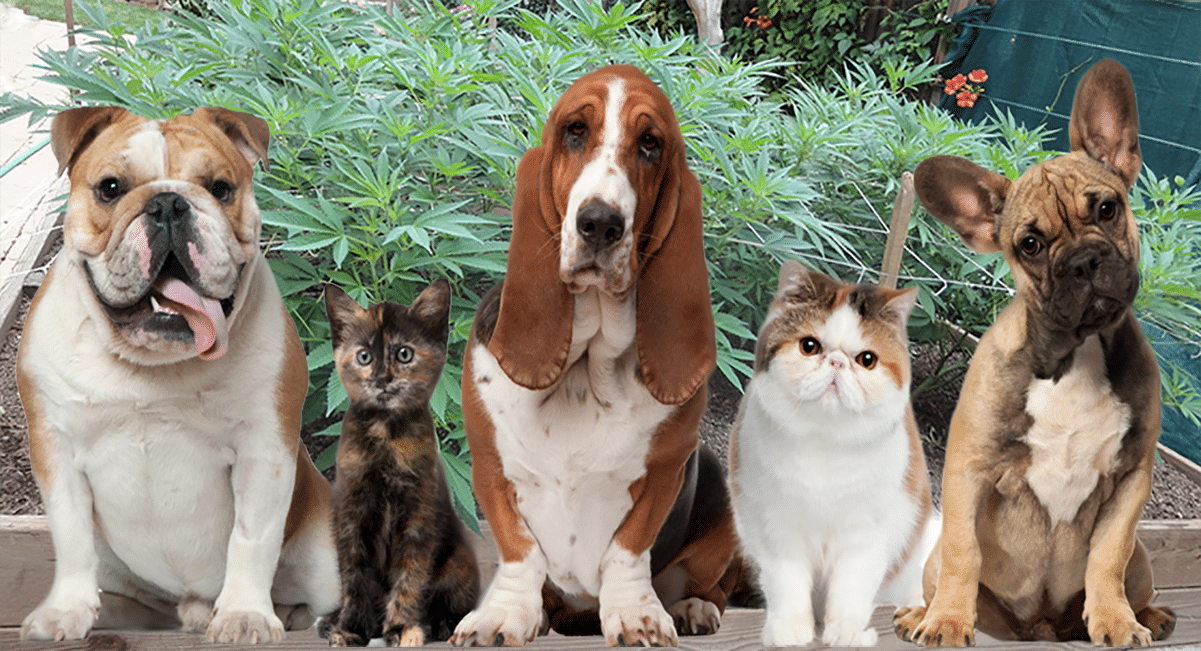 bd health form for Medicine Pets Effect: Claws Cannabis and