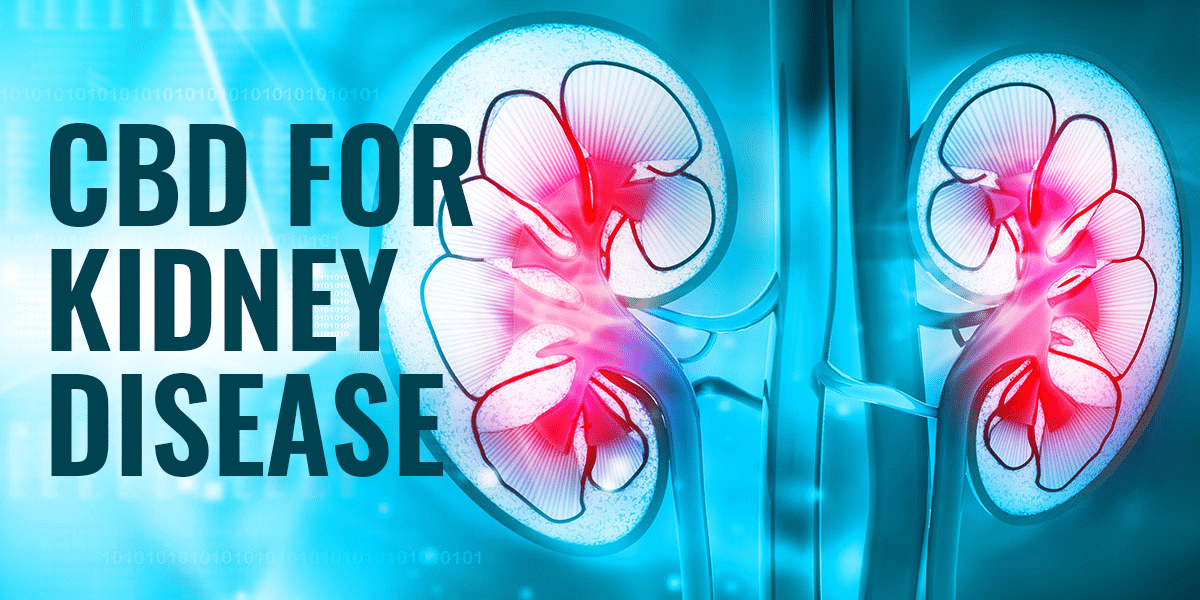 Studies On Cbd And Kidney Disease