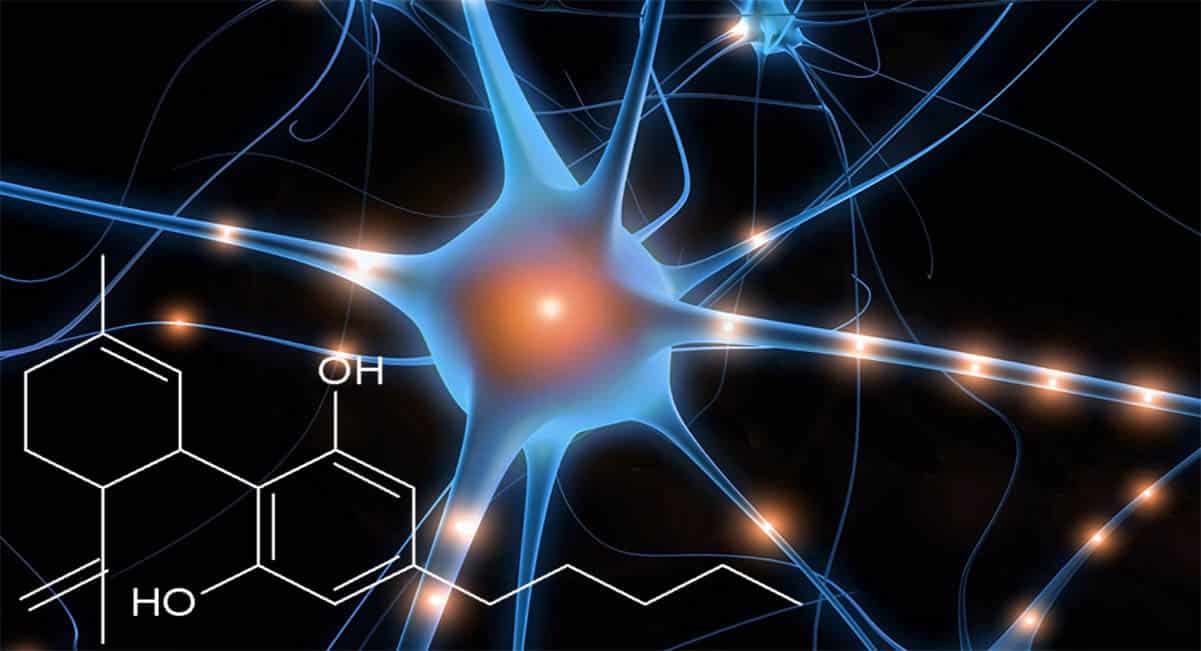 How CBD Works