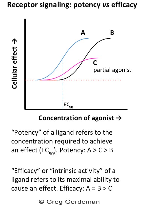 A graph titled "Receptor signaling: potentct versus efficancy". The x-axis is "cellular effect", and the y-axis is "concentration of agonist". Two s-curves, labeled A and B, follow basically the same shape, with B further along the y-axis than A. A third S curve is much lower allong the x-axis and labelled C and "partial agonist". There is a caption: "Potentcy of a ligand refers to the concentration required to acheive an effect. Potentcy of A>C>B. Efficacy, or intrinsic activity, or a ligand refers to its maximal ability to cause effect. Efficacy: A=B>C.