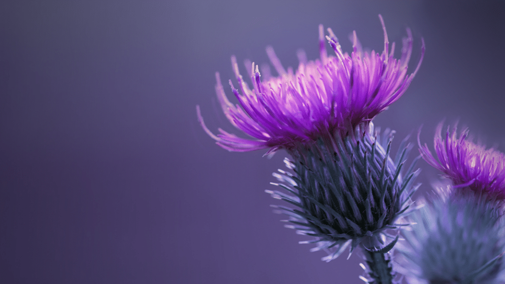 Weed Power: Milk Thistle, Liver Disease & the ECS | Project CBD