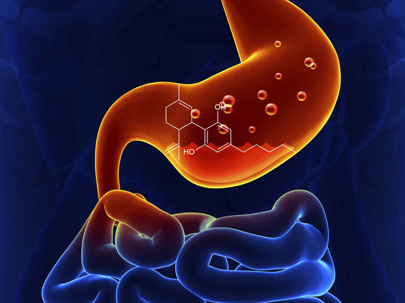 Gut Check: Does CBD Change to THC in the Stomach?