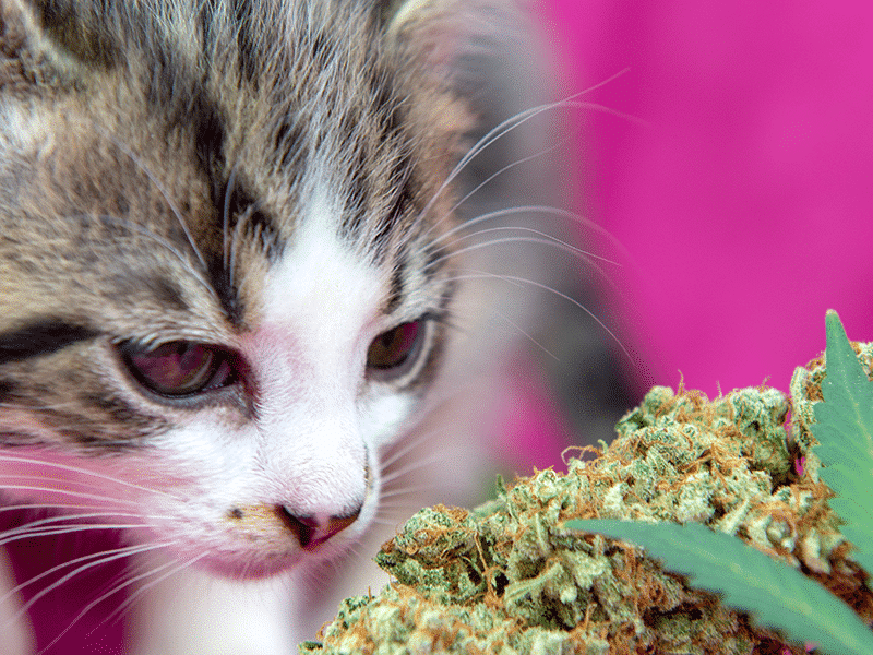 Claws & Effect: Cannabis Medicine for Pets