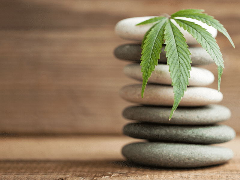 CBD, the Entourage Effect & the Microbiome
