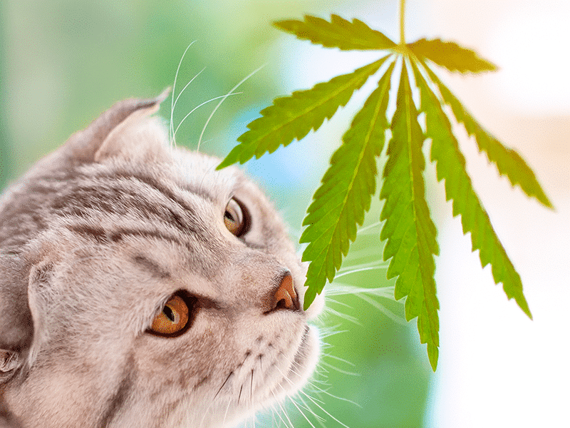 The Legal Status of Cannabis for Animals