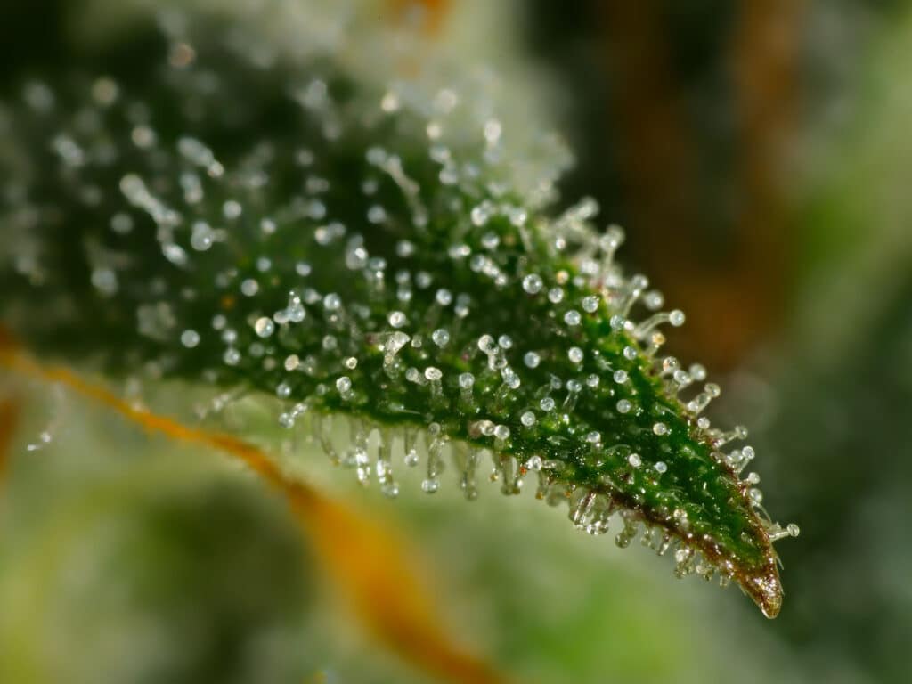 High-CBD trichome close-up