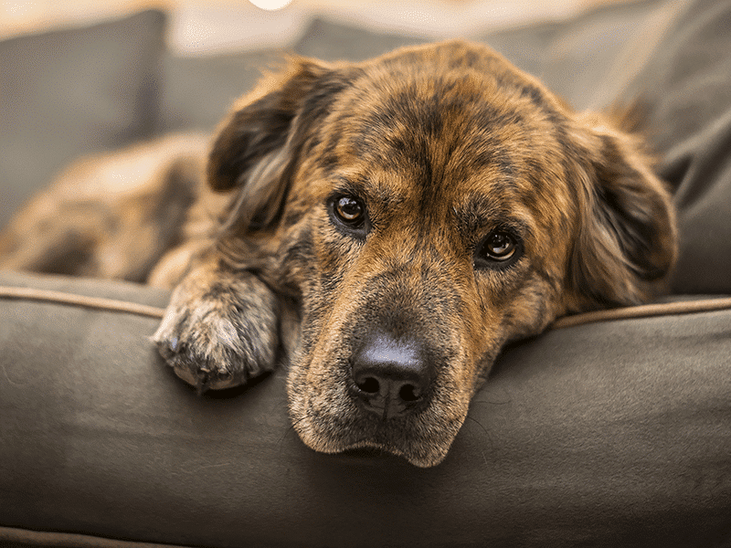 CBD & Cannabis for Pets in Pain