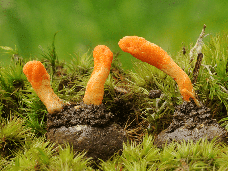 Fungi Photo Gallery