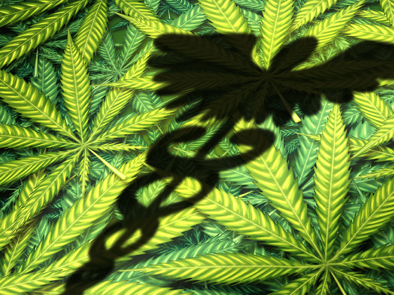 医療大麻の歴史的一歩