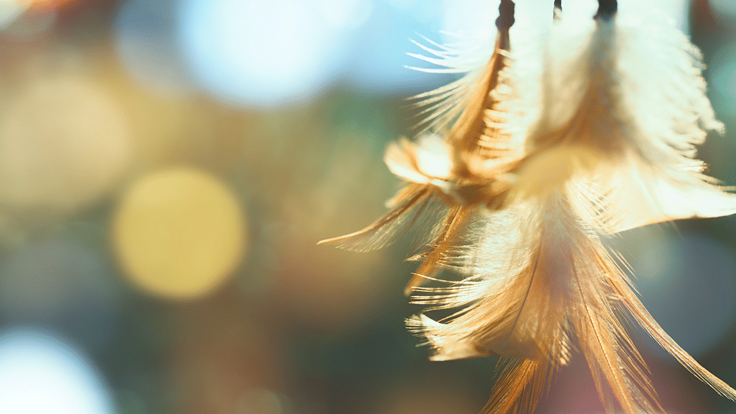Decorative feathers in the sun