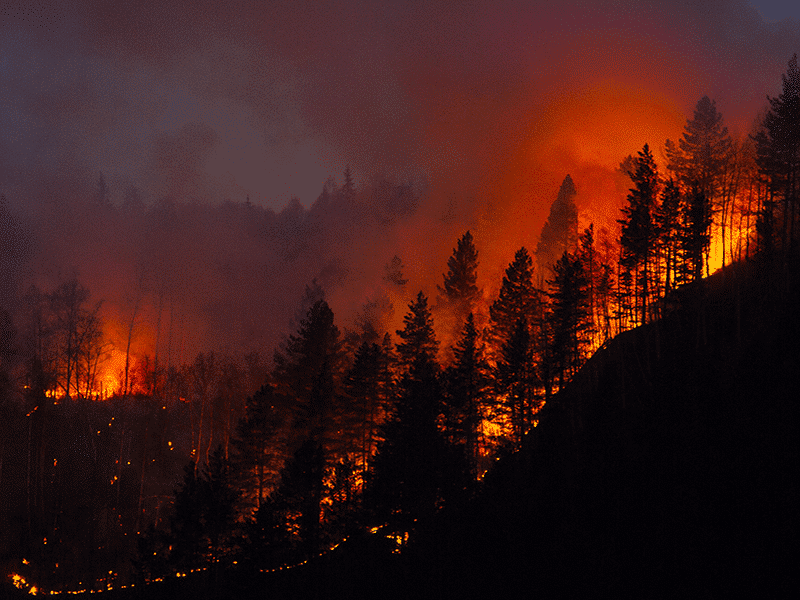 Cannabis, the Climate Crisis & the West Coast Wildfires