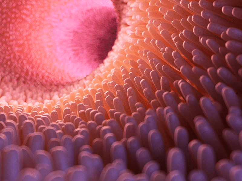 Microbiota and the Endocannabinoid System