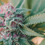 Cannabis flower with magenta threads