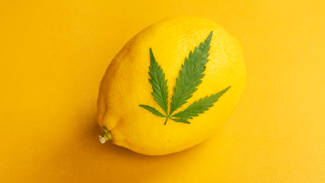 lemon and cannabis leaf