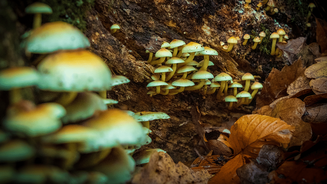 Mushrooms growing on tree bark